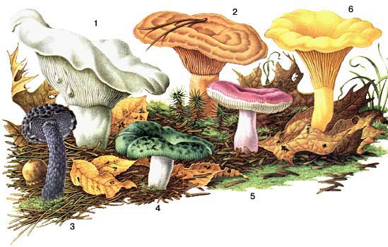 сьедобные грибы